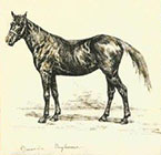 Il Cavallino nero